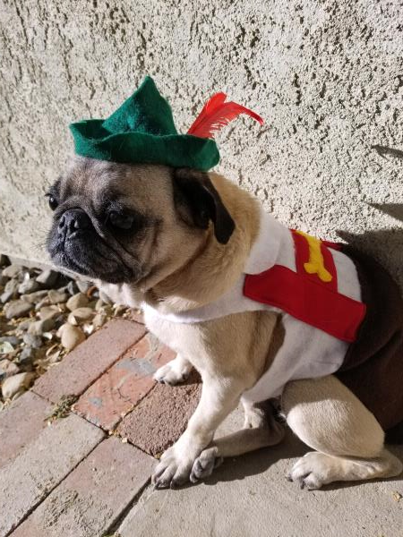 /images/uploads/pug nation rescue of los angeles/2018pugnation/entries/6258thumb.jpg
